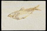 Detailed Fossil Fish (Knightia) - Wyoming #177358-1